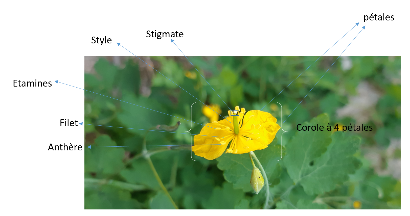 photo annotée de grande chélidoine