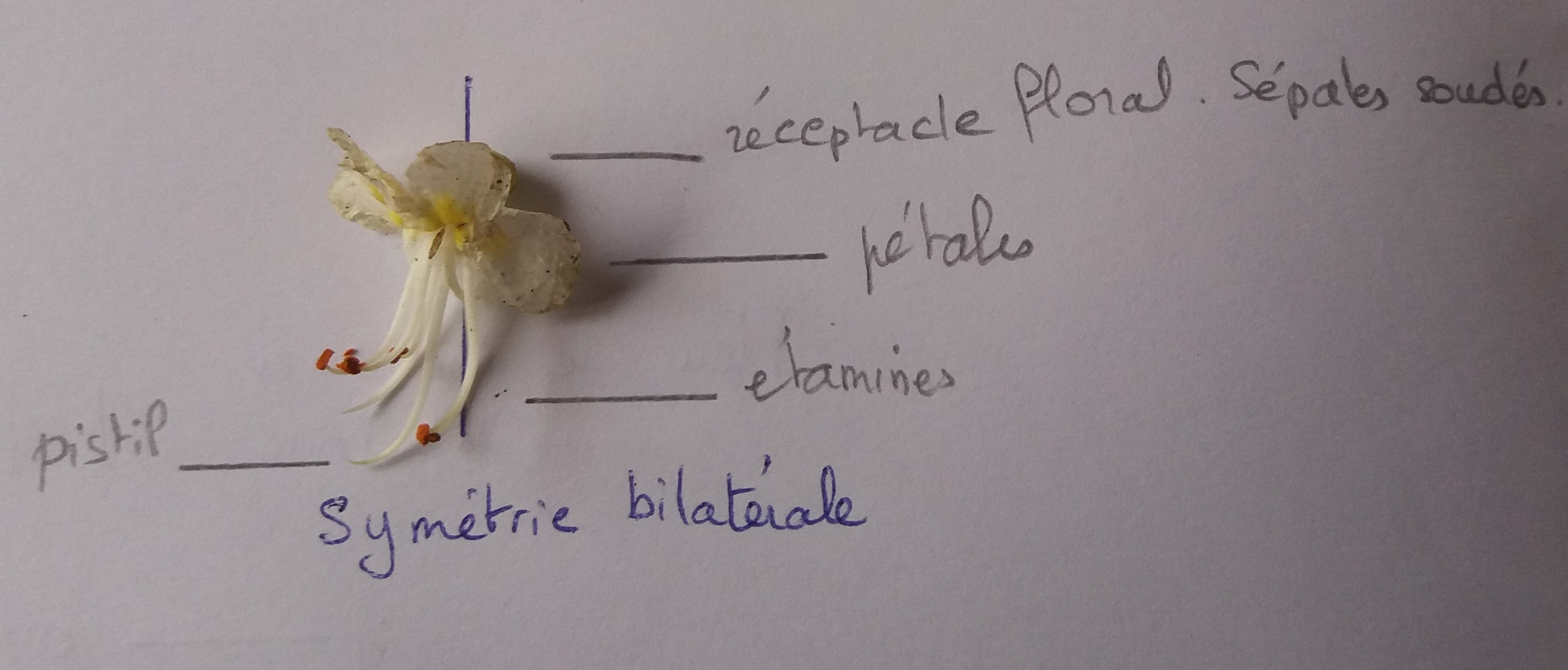 Fleur de marronnier 30 avril 2018