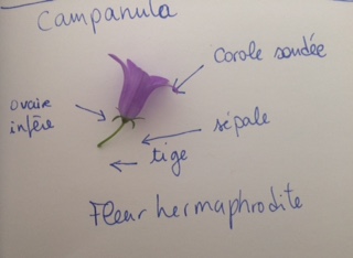 campanula