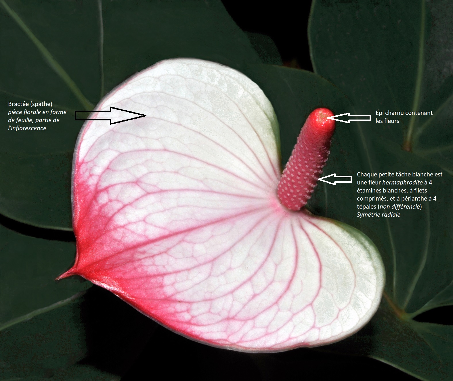 Anthurium
