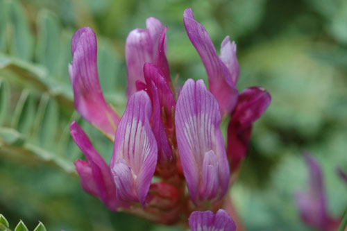 Fleurs purpurines ou violacées, en grappes