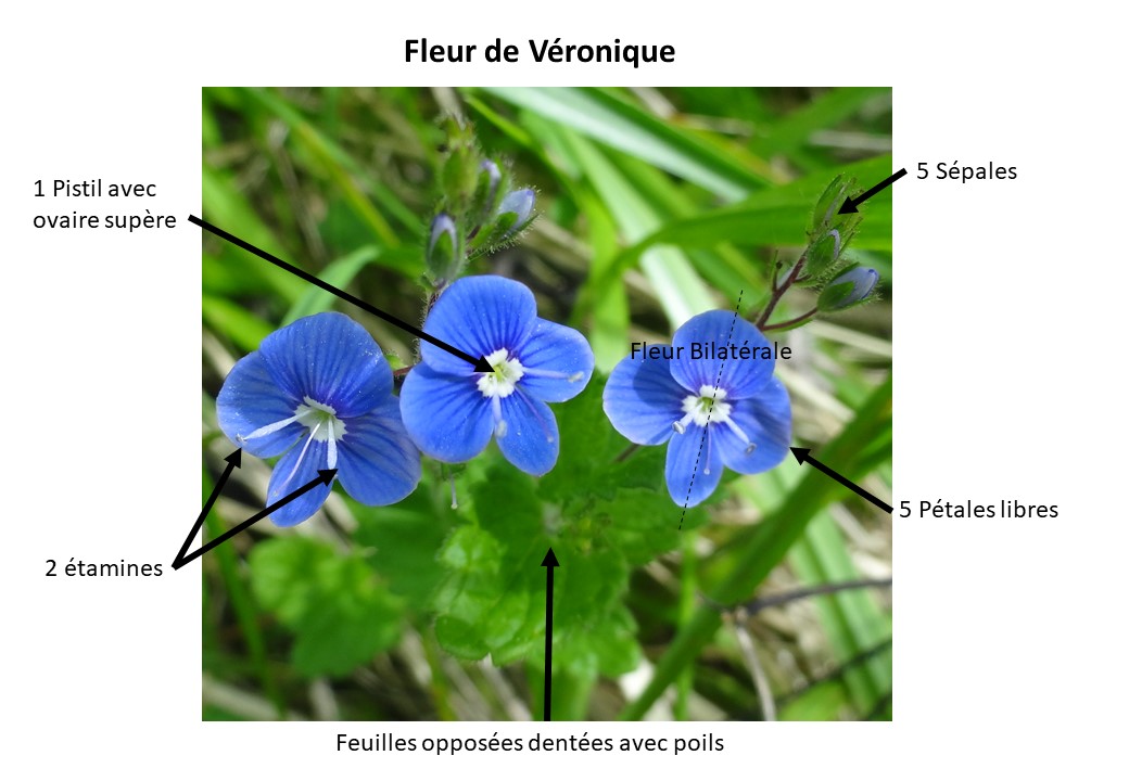 Description d'une fleur de véronique