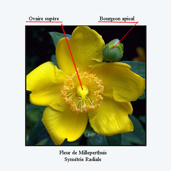 fleur de milleperthuis