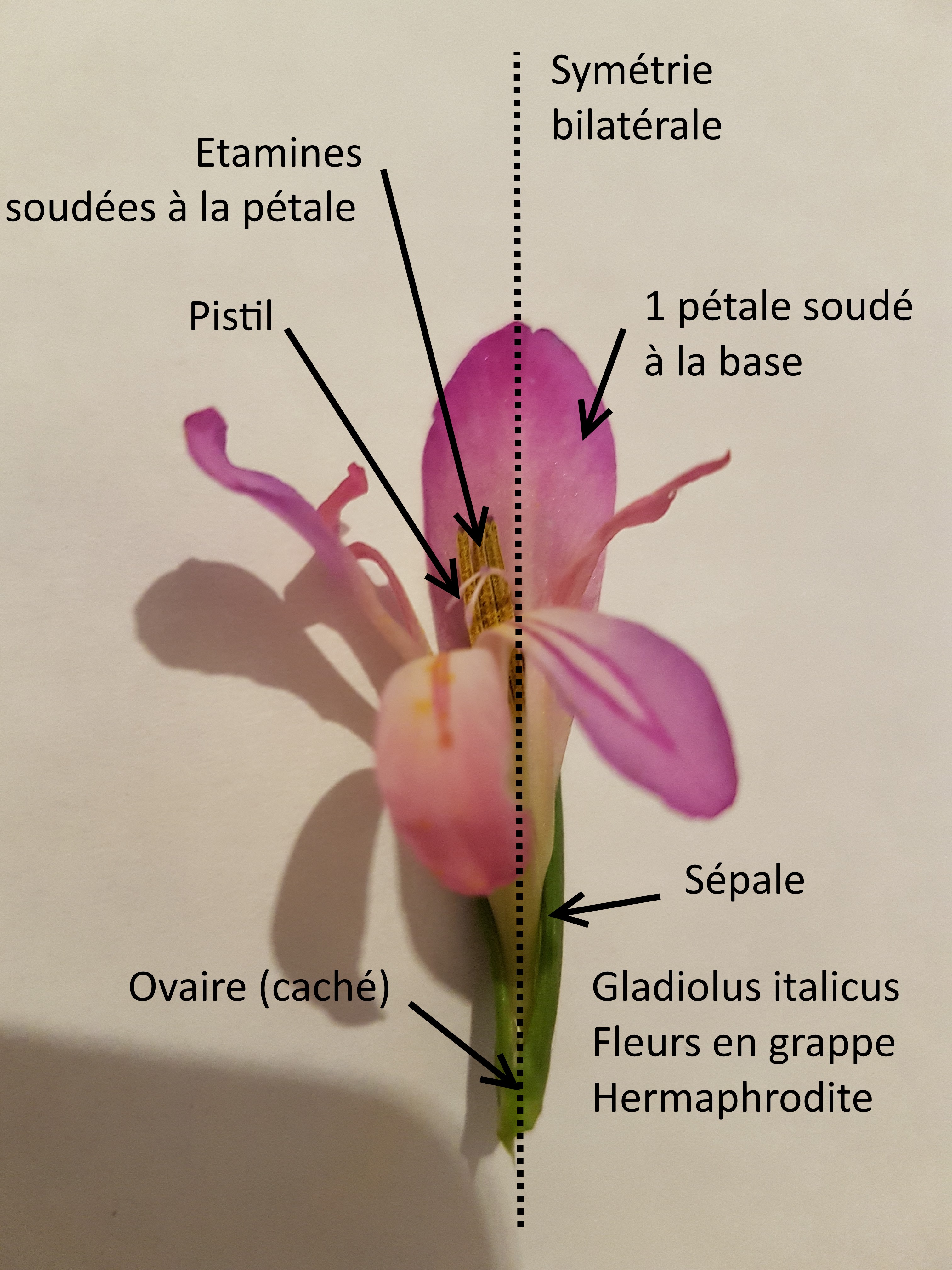 Schéma de fleur de Glaïeul d'Italie
