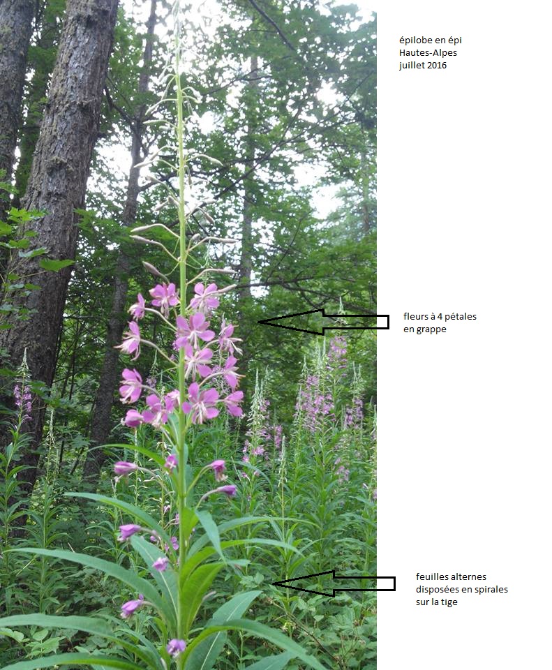 épilobe en épi