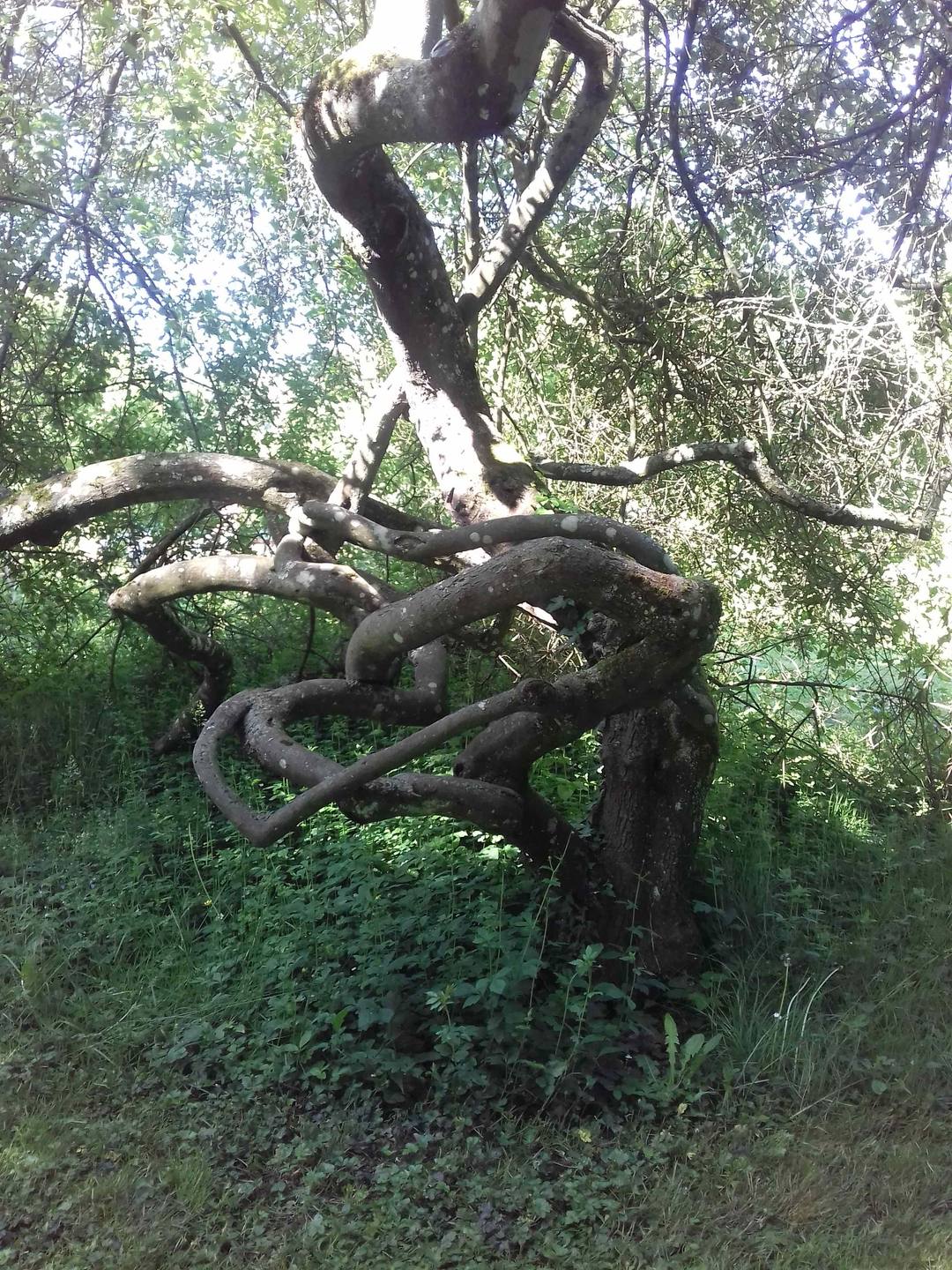 Annexe Acer semenovii.jpg