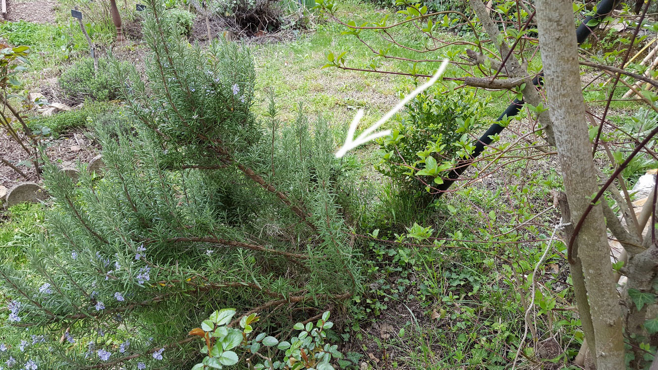 Annexe 1 romarin.jpg