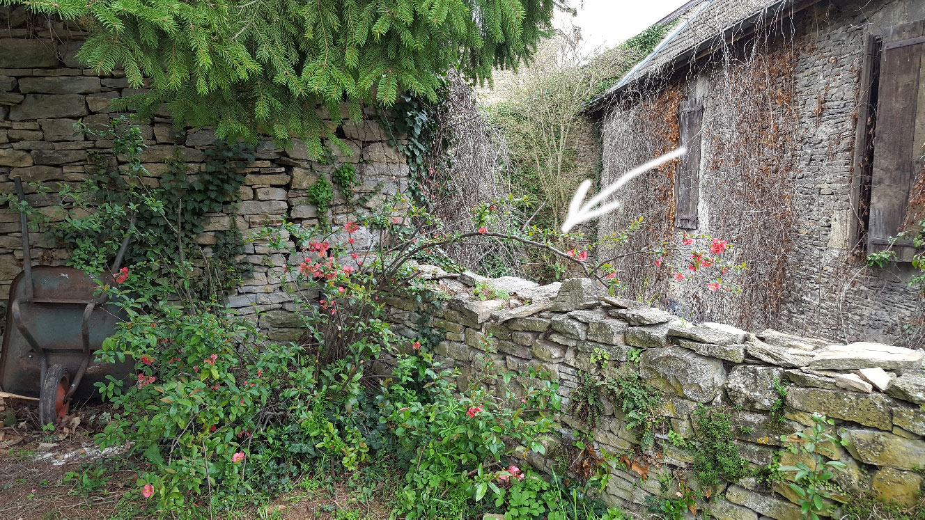 Annexe 2 cognassier du japon.jpg