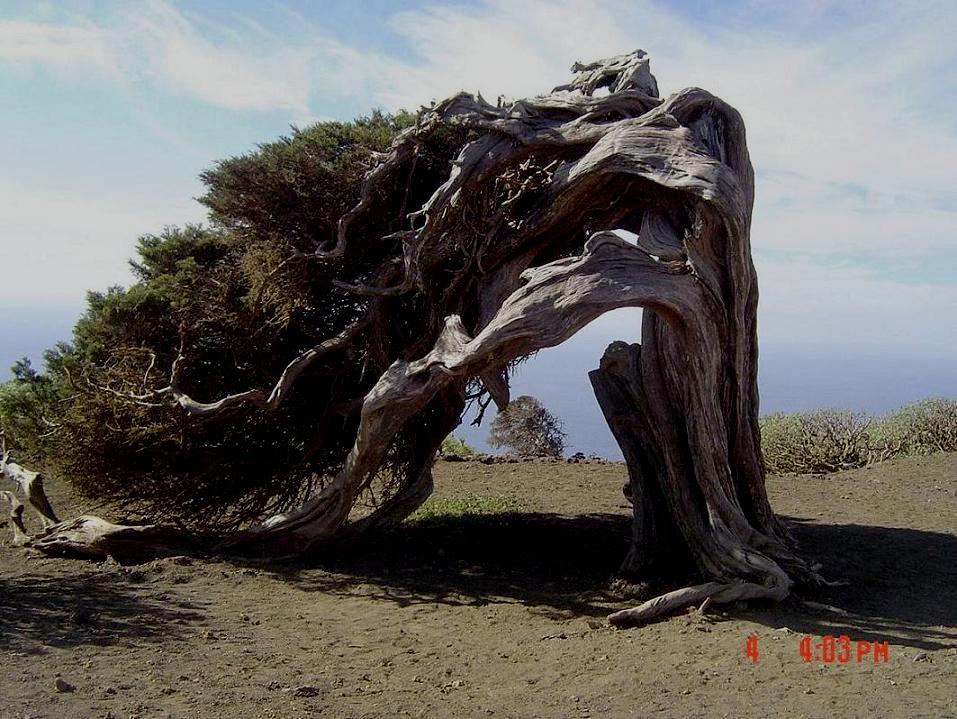 Annexe Genévrier Majorque.JPG