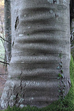 Annexe IMG_01872.jpg