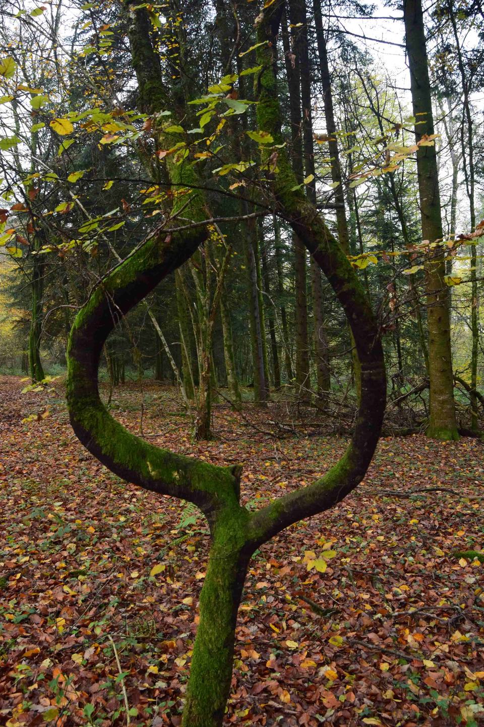 Annexe arbre coeur2.jpg