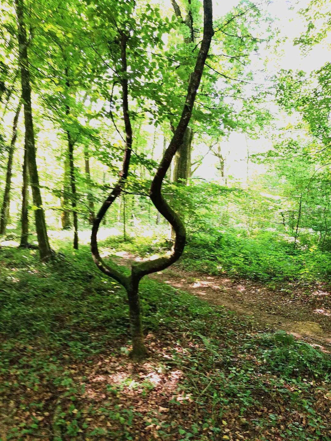 Annexe arbre lyre 1 (1).jpg