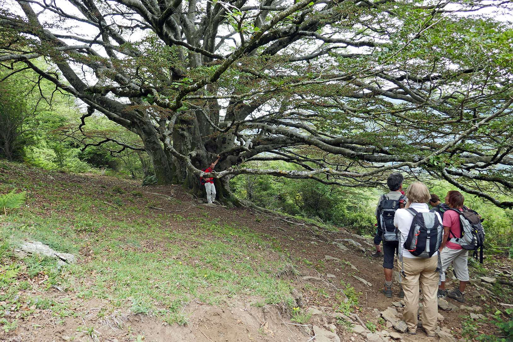 Annexe P1030763_branches qui sallongent.jpg