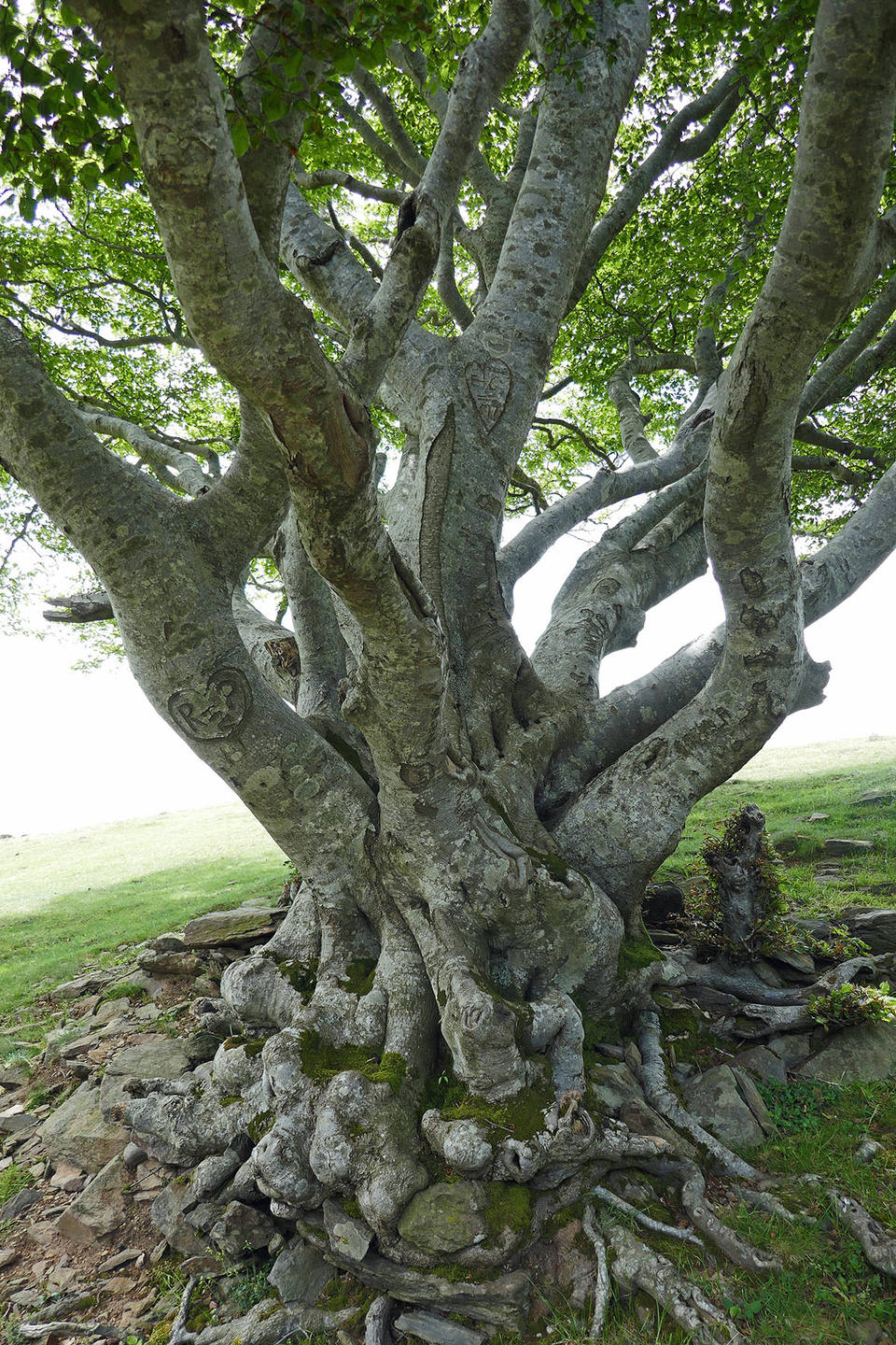 Annexe P1030776_Tanyareda.jpg