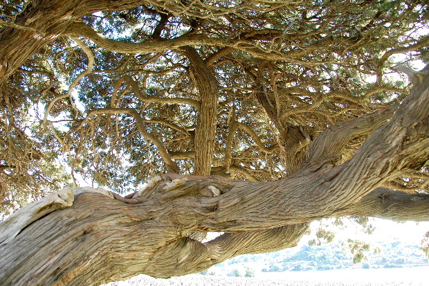 Annexe Détail dune branche.jpg