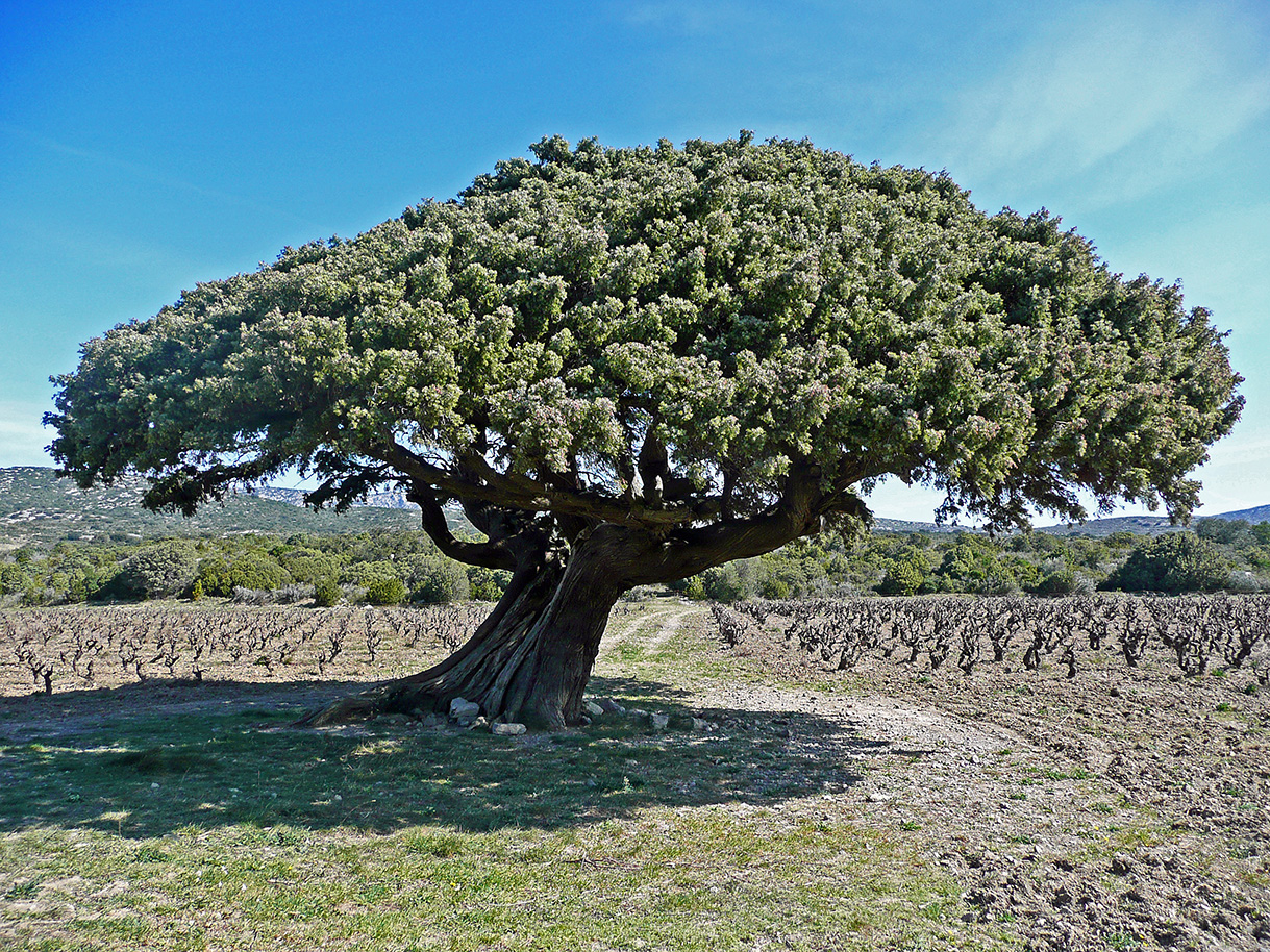Annexe Genévrier Cade dOpoul_1.jpg