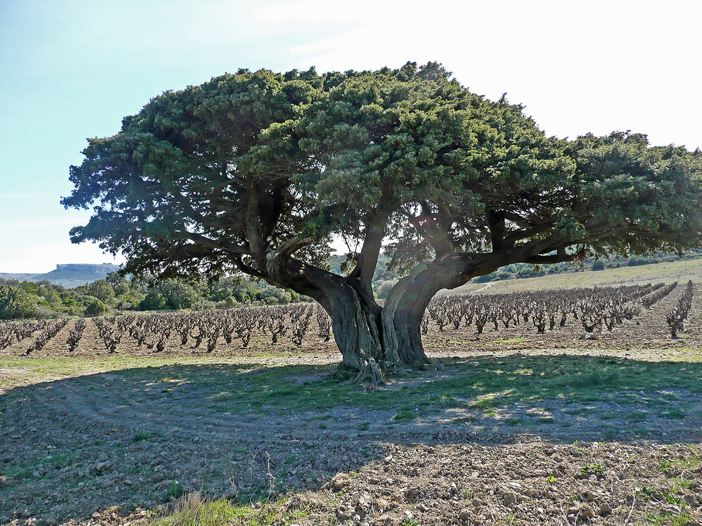 Annexe P1090502_Genevrier cade dOpoul_2 (1).jpg