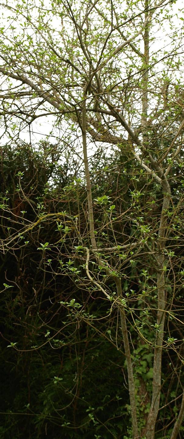 Annexe P4098490 r2.jpg