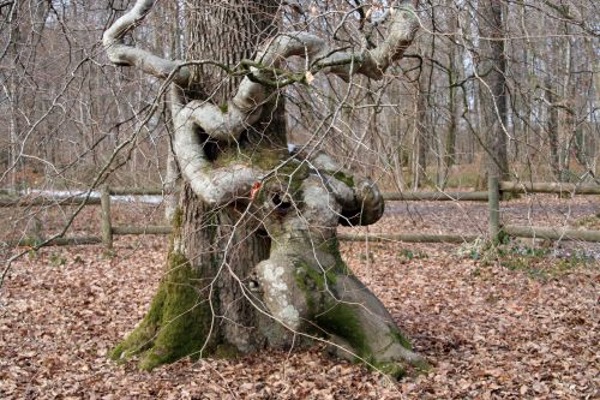 Annexe 3. 2.6 Faux de Verzy - étreinte.jpg