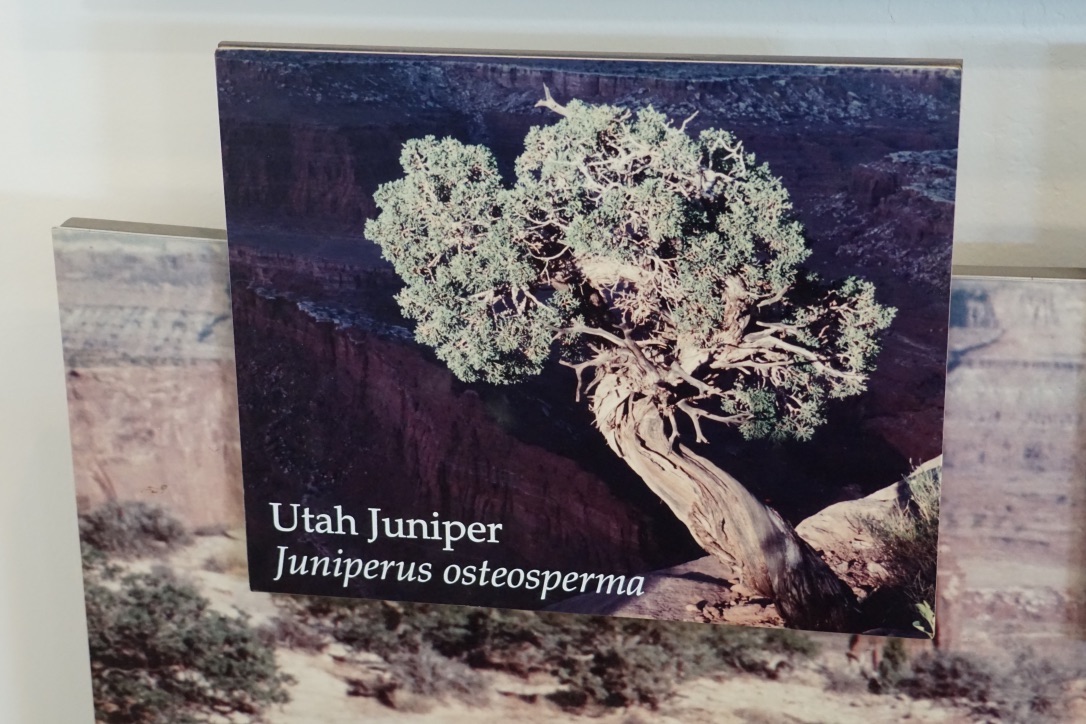 Annexe Genévrier de lUtah