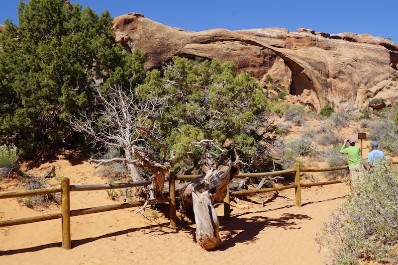 Annexe Juniperus osteosperma 2