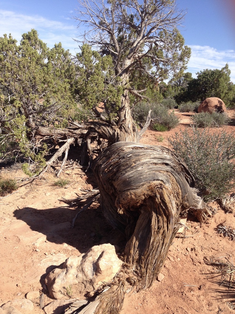 Annexe Juniperus osteosperma 3