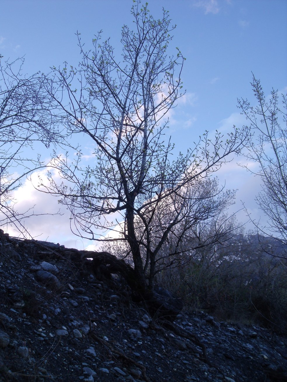 Annexe peuplier2.jpeg