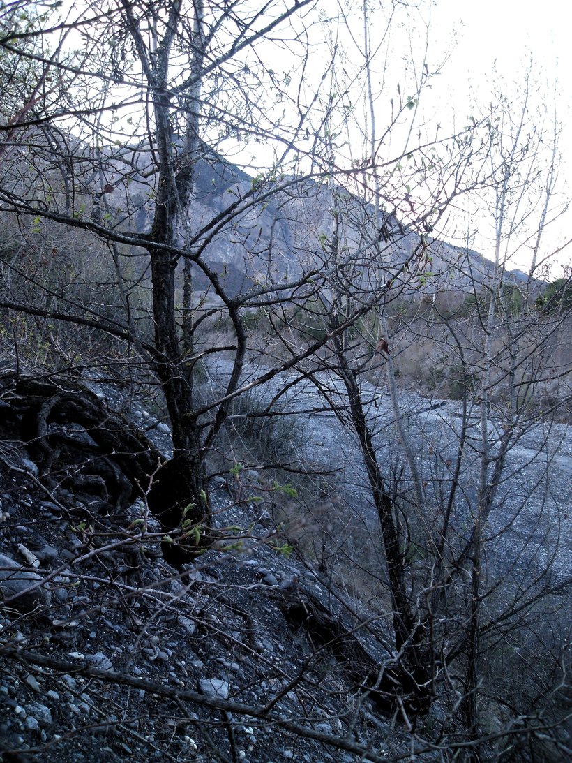 Annexe peuplier4.jpeg