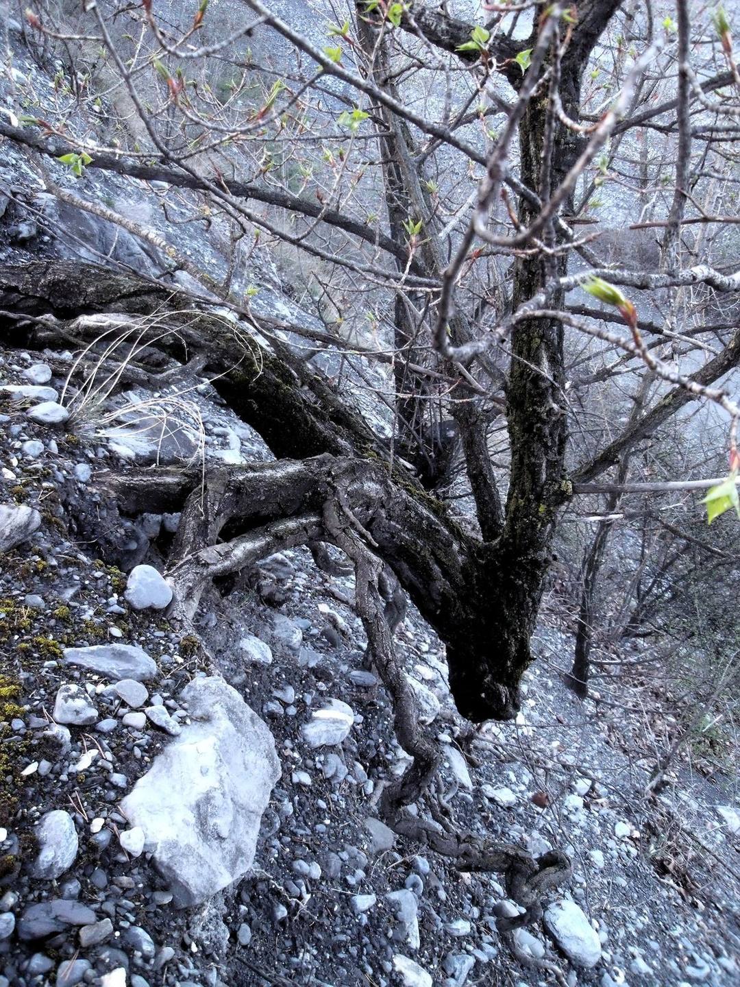 Annexe peuplier5.jpeg