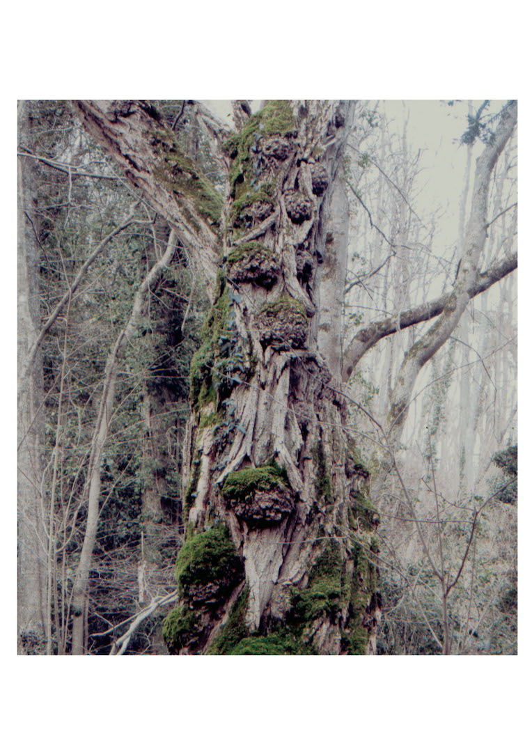 Annexe ancêtre de la forêt.jpg