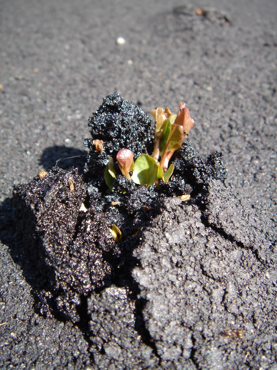 Annexe DSC03967_2.jpeg