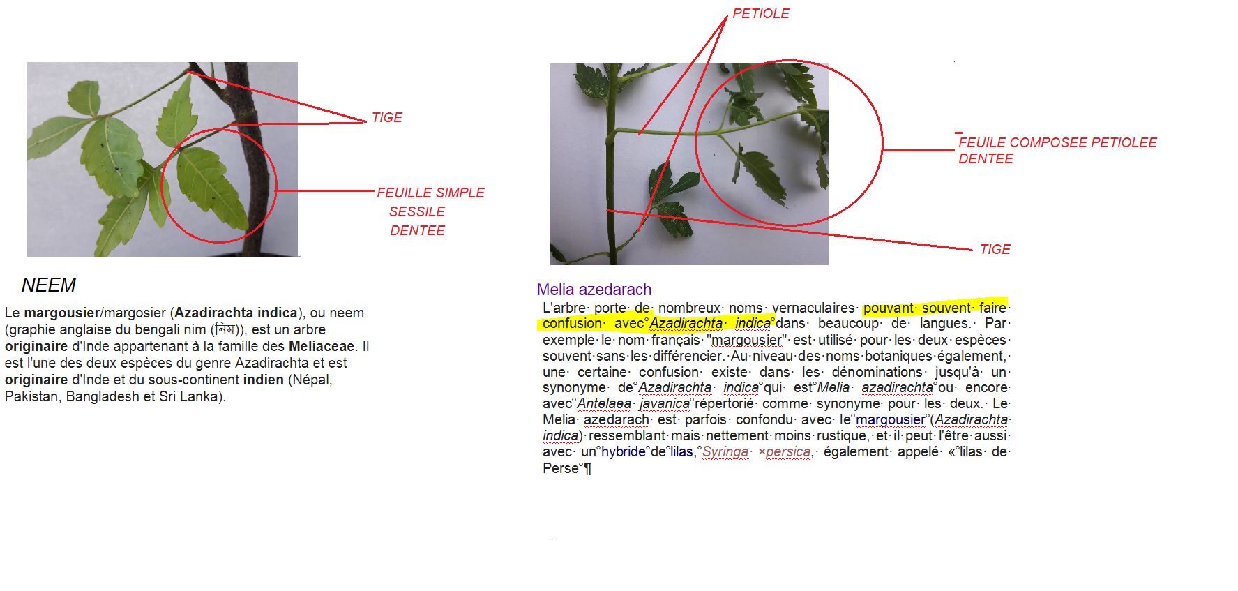 Annexe NEEM ET LILAS PAYS.JPG