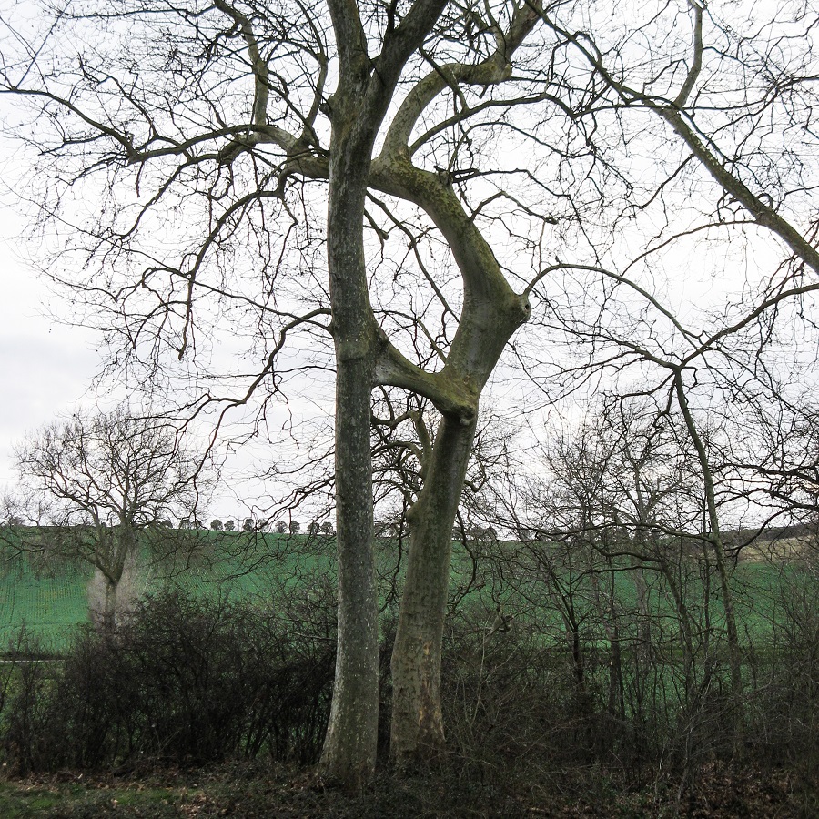 Annexe platanes siamois - r.jpg