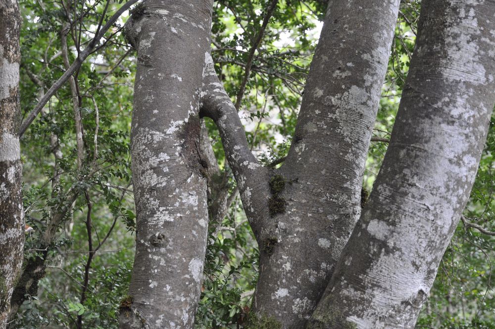 Annexe Hêtre par la main_04.jpg