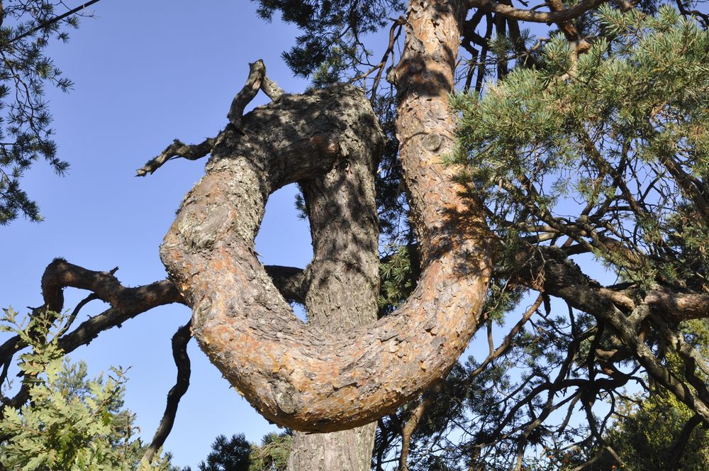 Annexe pinus tormentosa01.jpg