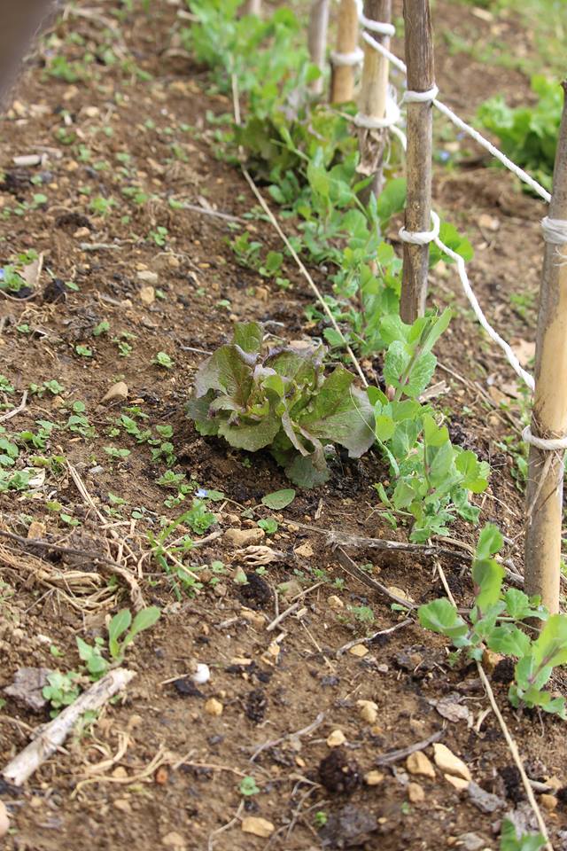 Annexe 30581925_1655448434520867_1464249351588020224_n.jpg