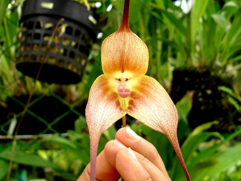 Annexe Orchidée à tete  de singe.jpg