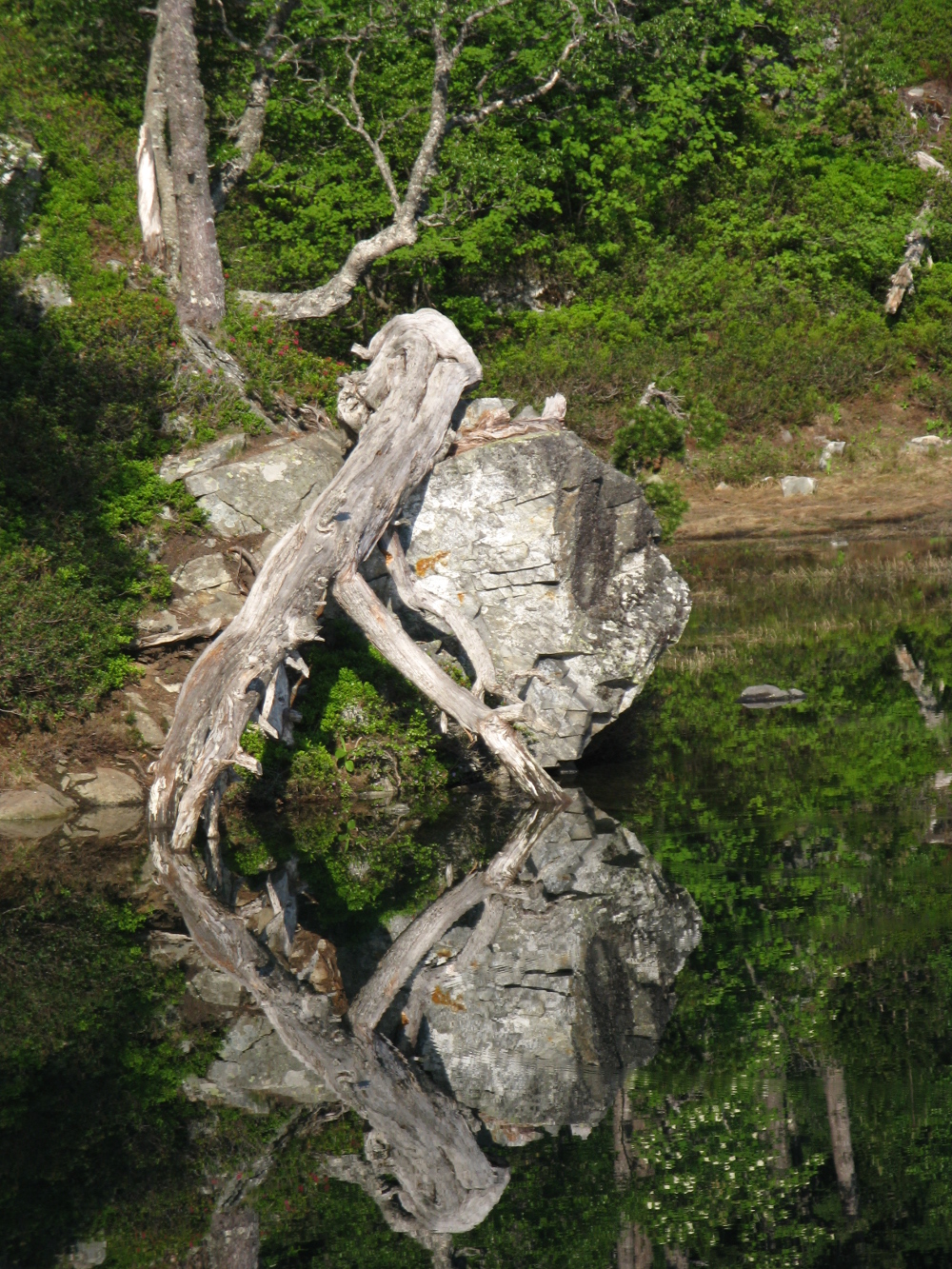 Annexe Arbre de Balbonne.JPG