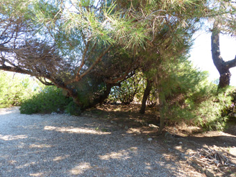 Annexe pin dAlep 2.jpg