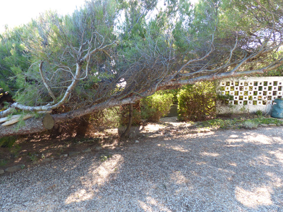 Annexe pin dAlep1.jpg