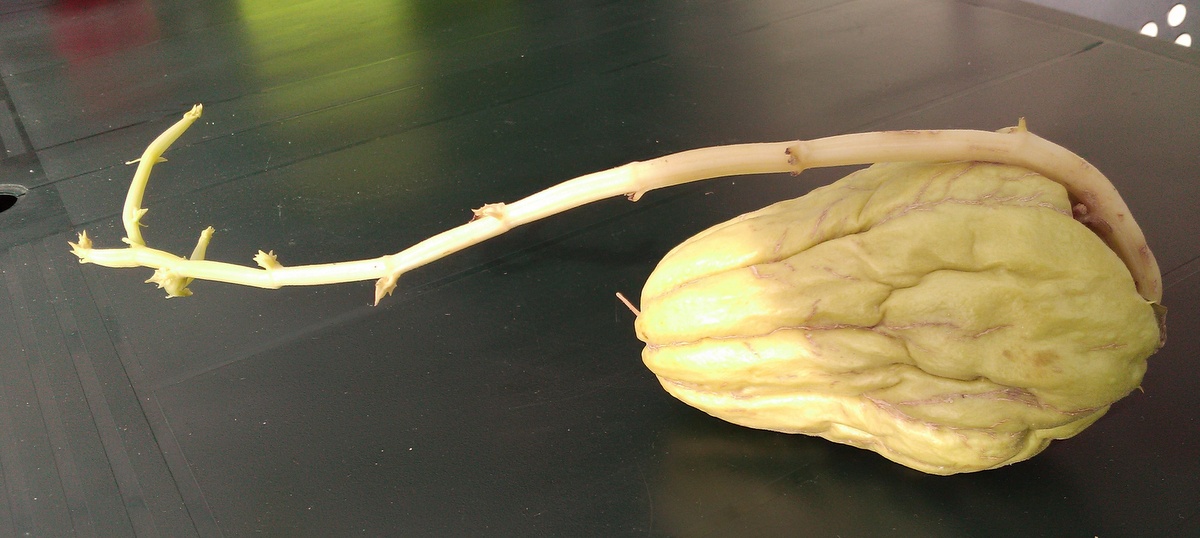 Annexe pousse de chayotte.jpg