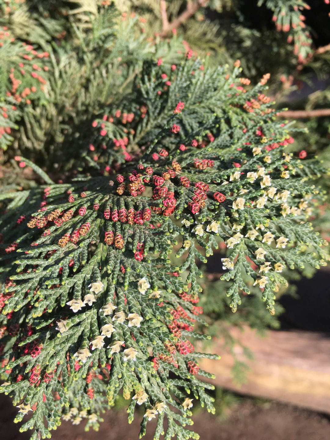 Annexe IMG_2242.bisjpg