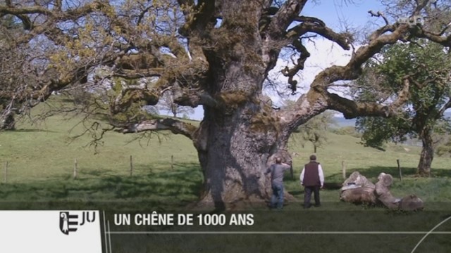 Annexe Chêne vénérable.jpg