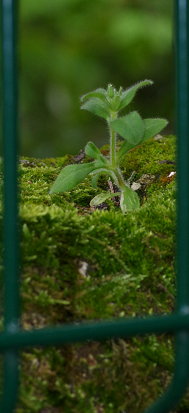 Annexe plante_muret.png