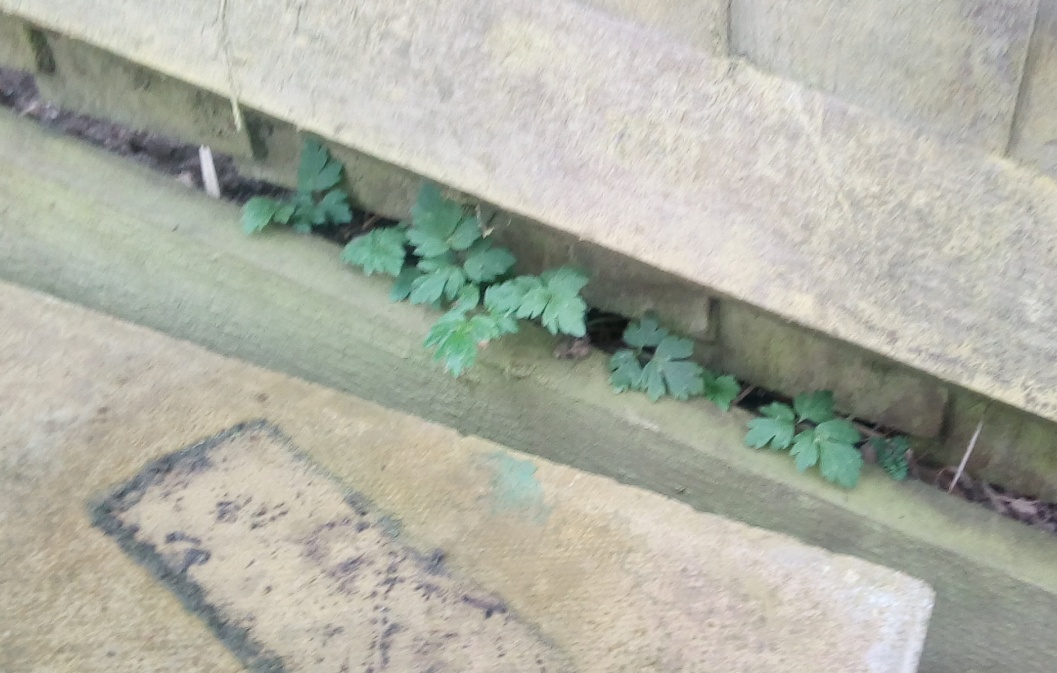 Annexe herbe a robert2.jpg