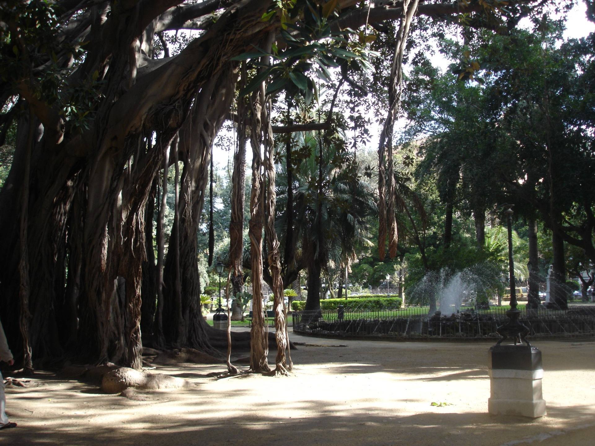 Annexe ficus étrangleur.jpg