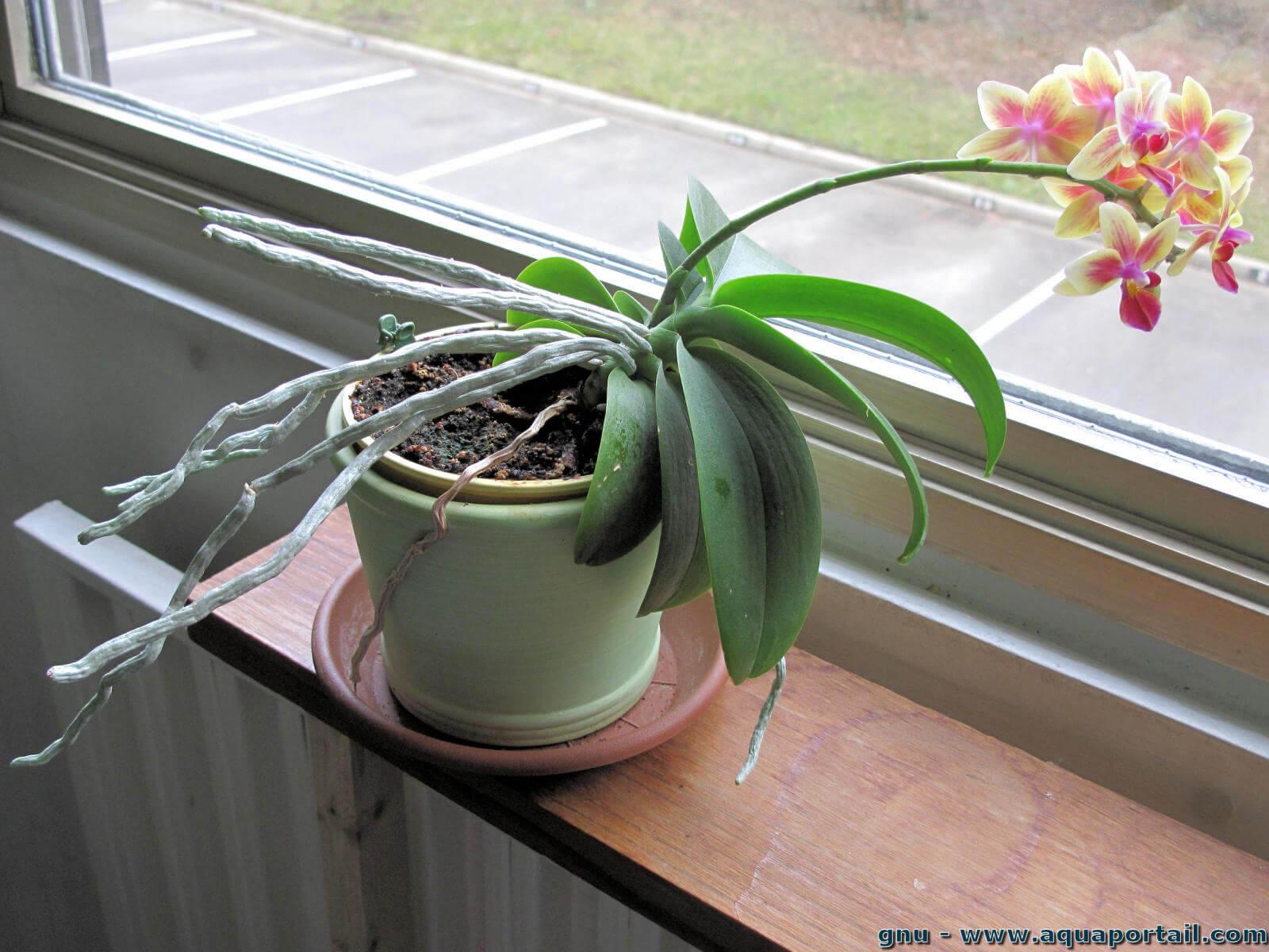 Annexe tropisme-orchidee-phototropisme.jpg