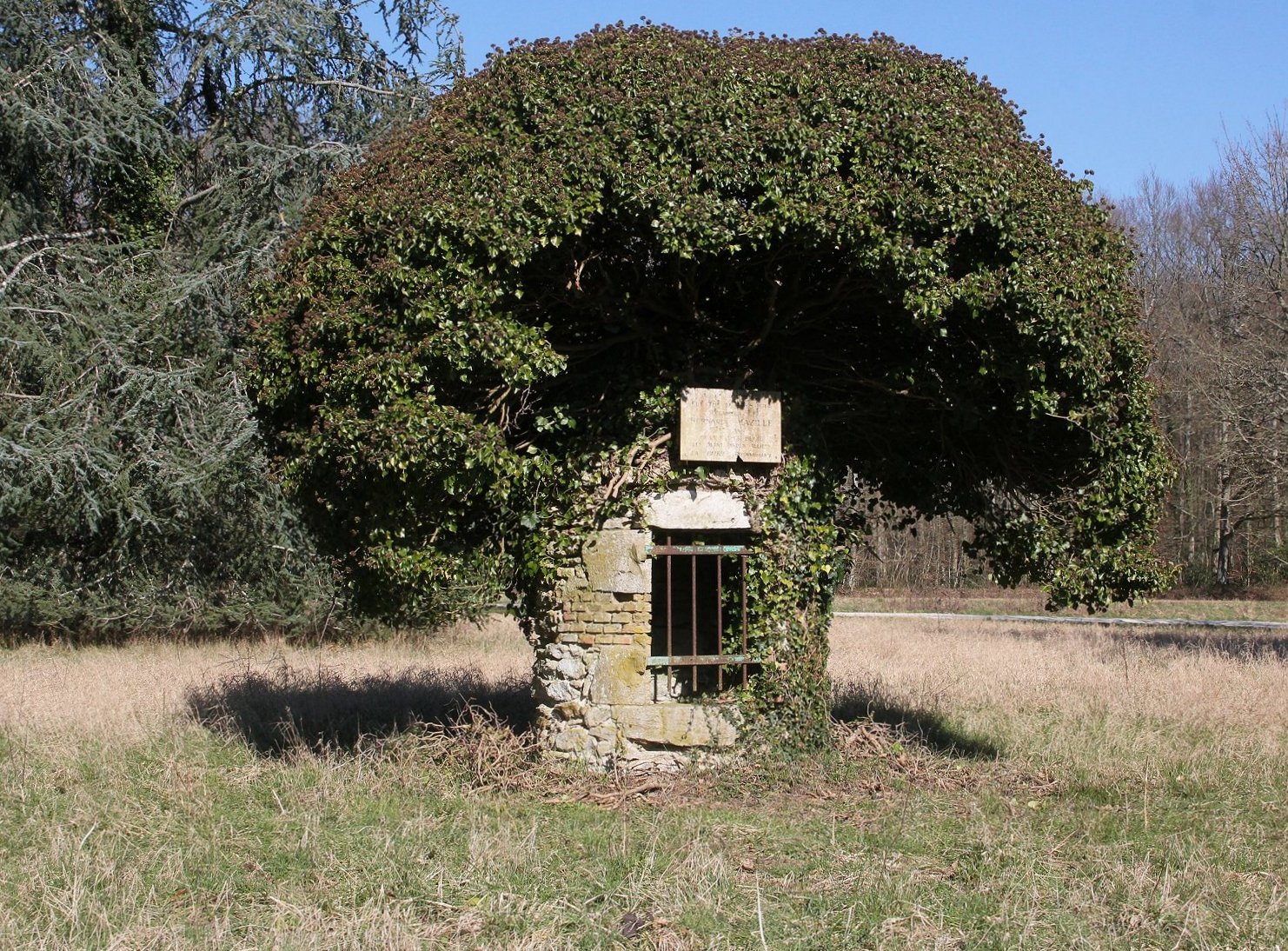 Annexe Lierre en boule Forêt de Blois_50963.jpg