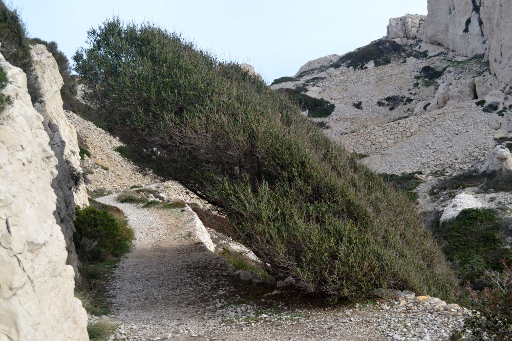 Annexe olivier anémomorphosé.jpg