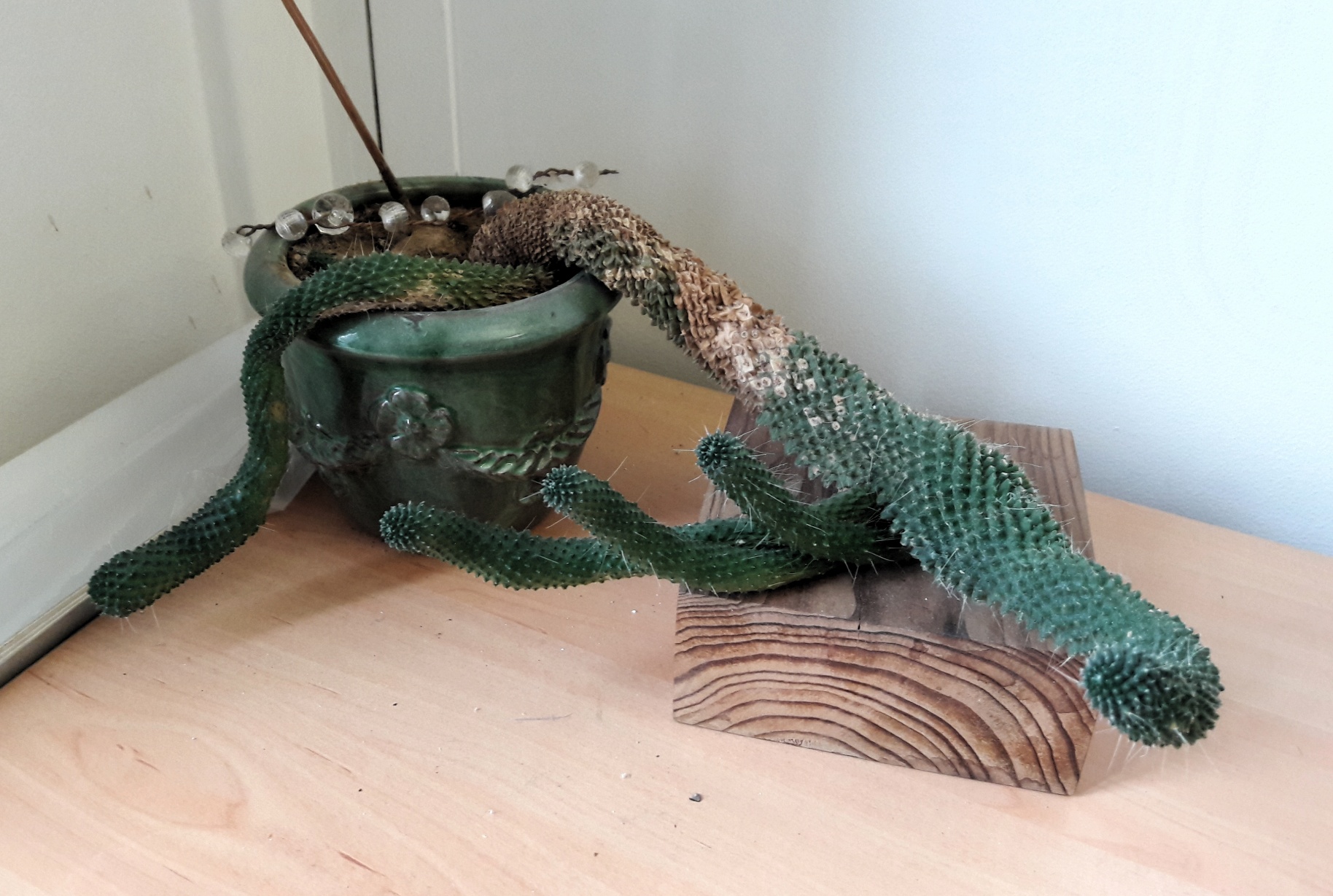 Annexe cactus bureau.jpg